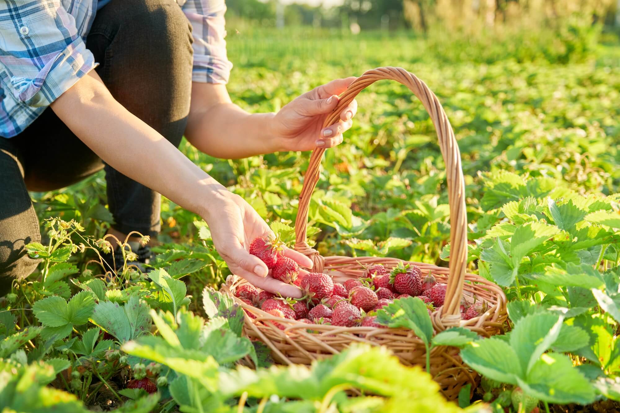 farm field with strawberries close up of a basket with berries and a woman 39 s hands