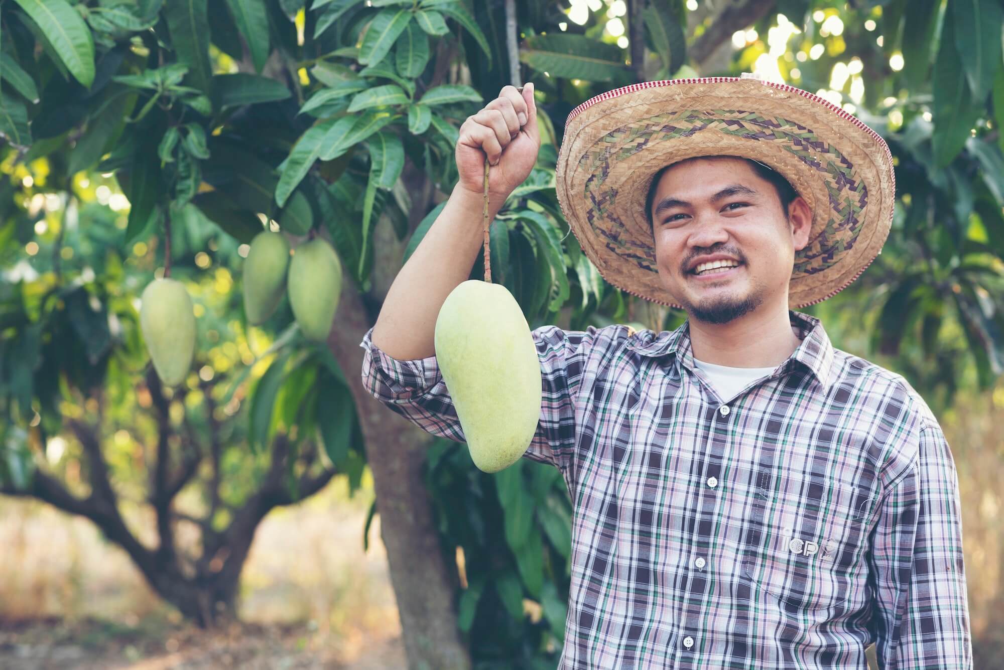 young asian farmer picking and show mango fruit in organic farm thailand
